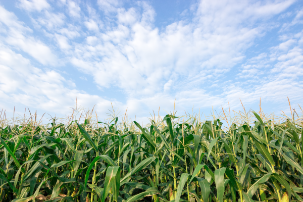 Picture shows a blue sky with green corn stalks in the foreground