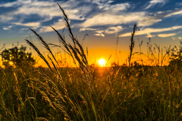 The sun appears to set over a wheat field, with the foreground of the image being a closeup of wheat stalks.