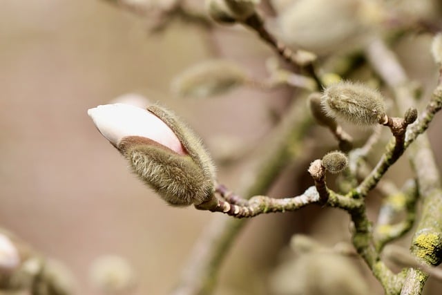 Image shows a flower blooming