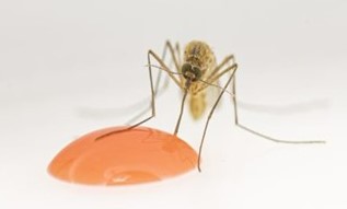 A Culex quinquefasciatus mosquito feeds on an attractive targeted sugar bait suspension.