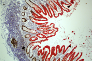 core image
